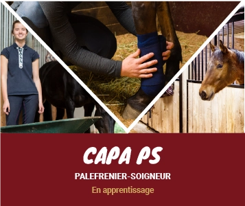 Formation CAPa Palefrenier-Soigneur