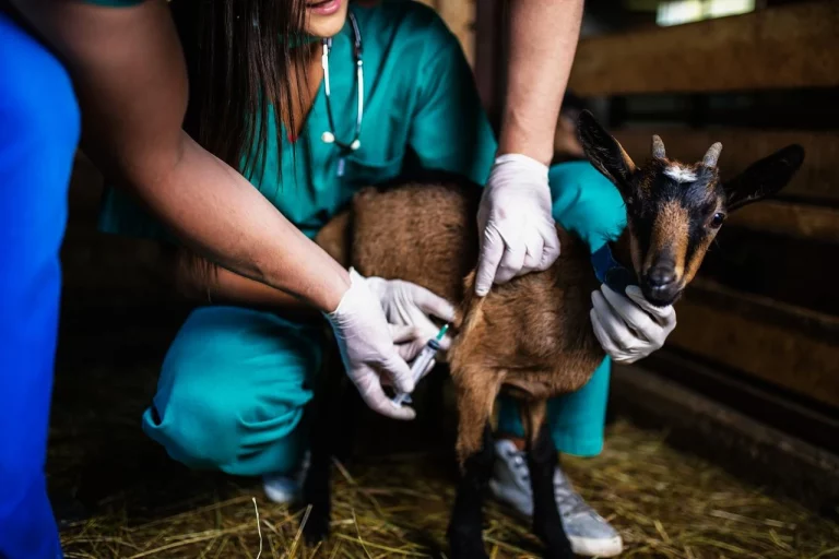 vétérinaire soignant une chèvre